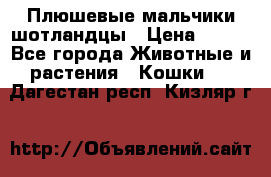 Плюшевые мальчики шотландцы › Цена ­ 500 - Все города Животные и растения » Кошки   . Дагестан респ.,Кизляр г.